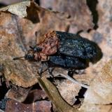 149028807Rothalsige_SilpheOiceoptoma_thoracicum2026-04-23NSGHaspM-PS.jpg
