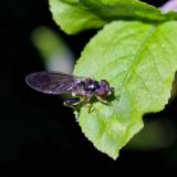 149041397GemeineSchattenschwebfliegeBaccha-elongata2026-04-24NSGHHaspM-150-PS.jpg