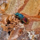 149126604Chrysis_terminata2026-04-24NSGKissH-ps.jpg