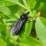 149423049MaerzhaarmueckeBibio-marciW2026-04-28Friedberg-PS.jpg