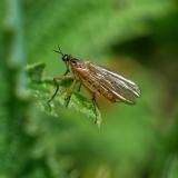 149430511Empis_trigramma2026-04-28Friedberg-PS.jpg