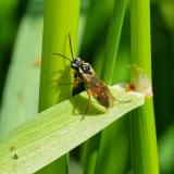 149496568Aglaostigma_fulvipes2026-04-27Friedberg-PS.jpg