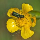 151164259ZweifleckigerZipfelkaeferMalachius_bipustulatus-PS.jpg