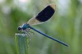 2A2A3909Gebaeenderte-Prachtlibelle-PS_Test.jpg