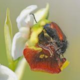 2b-Gartenlaubkaefer-Phyllopertha-horticola-Maennchen-Scheinkopulation-auf-Bluete-der-Hummel-Ragwurz-Ophrys-holoserica-_2_-PS.jpg