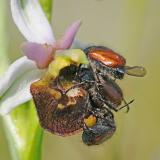 2c-Gartenlaubkaefer-Phyllopertha-horticola-Maennchen-Scheinkopulation-auf-Bluete-der-Hummel-Ragwurz-Ophrys-holoserica-_3_-PS.jpg