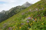 2e-1-Alpine-Rasen-am-Tschachaun-ca-1900-m-Lechtaler-Alpen-Namlos.jpg