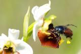 3a-Gartenlaubkaefer-Phyllopertha-horticola-Maennchen-mit-Pollinarium-Anflug-auf-Bluete-der-Hummel-Ragwurz-Ophrys-holoserica-PS.jpg