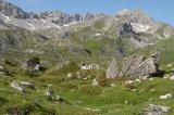 3c-1-Kurzgrasige-alpine-Rasen-Branntweinboden-Gramais-ca-2000m-Lechtaler-Alpen.jpg