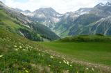 3g-1-Kurzgrasiger-alpiner-Rasen-am-Hahnleskopf-mit-Gelber-Alpen-Kuhschelle-ca-1800-m-Lechtaler-Alpen.jpg