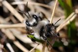 4-Andrena-vaga-Weiden-Sandbiene-bei-Stau-21-PS.jpg