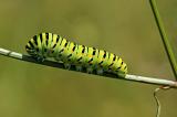 4-Papilio-machaon-Schwalbenschwanz-Raupe-PS.jpg