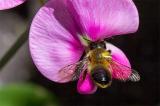 604_4405-Schwarzbuerstige-Blattschneiderbiene-_Megachile-nigriventris_.jpg