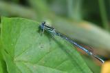 7O8A9488-Blaue-Federlibelle_Platycnemis-pennipes_-m-PS.jpg