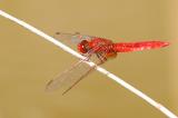 7O8A9646-Feuerlibelle-_Crocothemis-erythraea_-m-PS.jpg