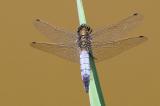 7O8A9683-Grosser-Plaupfeil-_Othetrum-cancellatum_-m-PS.jpg