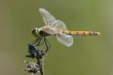 81099647Sumpf-HeidelibelleSympetrum-depressiusculumAIC20230902W-PS.jpg