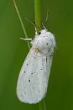 81224049-Schmalfluegeliger-Fleckleibbaer-Spilosoma-urticae-A-2023-06-10-PS.jpg