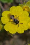 88726182Andrena-minutula-Gruppe-NSGKiss2024-04-28-PS.jpg