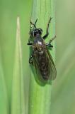 89367532Schwarze_HabichtsfliegeDioctria_atricapilla2024-05-04AIC-PS.jpg