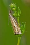 90549849_Hain-Graszuensler_Crambus-lathoniellus_Paaar_Ecknach_2024-05-15-PS.jpg