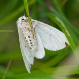 92228749_Schmalfluegeliger-Fleckleibbaer_Spilosoma-urticae_W_A_Stadtwald_2023-06-10-PS.jpg