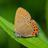 92232423_Pflaumenzipfelfalter_Satyrium-pruni_M_A_2023-06-12-PS.jpg