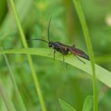 92392849Aporus-unicolor2023-07-StawaA-PS.jpg