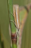 92701835_Weissstreifiger-Feuchtwiesen-Graszuensler_Agriphila-selasella_Paar_Ecknach_2023-08-11-PS.jpg