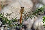 93558708Sumpf-HeidelibelleSympetrum-depressiusculumAIC20230902M-PS.jpg