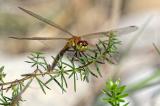 93558710Sumpf-HeidelibelleSympetrum-depressiusculumAIC20230902M-PS.jpg