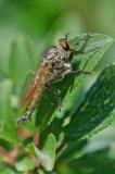 96228768-Barbarossa-Fliege-Eutolmus-rufibarbis-NSG-Kiss-H-2024-07-05-PS.jpg