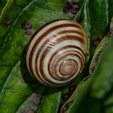 98252196-Garten-Baenderschnecke-Cepaea-hortensis-Paar-Ecknac-2024-07-20-PS.jpg