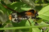 Ackerhummel-24__Bombus-pascuorum__Kopula.jpg