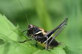 Alpen-Strauchschrecke-_Pholidoptera-aptera_-m-Pfaffenwinkel--_2_-PS.jpg