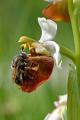 Ameisen-Schwebfliege-(Microdon-mutabilis)-M-Scheinkopulation-auf-Orchidee-hier-Hummel-Ragwurz-(Ophrys-holoserica)-4.jpg