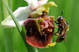 Ameisen-Schwebfliege-Microdon-mutabilis-Scheinkopulation-auf-Hummel-Ragwurz-Ophrys-holoserica-Lechaue-bei-Augsburg-_1_-PS.jpg