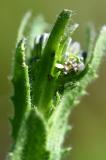 Aurorafalter-_Anthocharis-cardamines_-Ei-auf-Rauhaariger-Gaensekresse-_Arabis-hirsuta_-Lechauen-PS.jpg