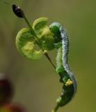 Aurorafalter-_Anthocharis-cardamines_-Raupe-PS-5.jpg