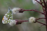 Aurorafalter-_Anthocharis-cardamines_-Schlafplatz-Lechauen-PS.jpg