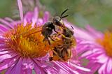 Bienenwolf-Philanthus-triangulum-leckt-aus-der-gelaehmten--Westlichen-Honigbiene-ausgepressten-Nektar-auf-PS.jpg