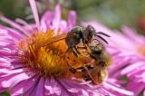 Bienenwolf-Philanthus-triangulum-ueberrwaeltigt-Westliche-Honigbiene-Apis-mellifera-PS.jpg