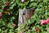 Blaue-Holzbiene--_Xylocopa-violacea_-Garten-Augsburg--_1_-PS.jpg