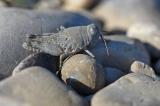 Blaufluegelige-Sandschrecke-_Sphingonotus-caerulans_-Larve-Mimese-Lechfeld--_3_-PS.jpg