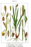 Carex_panicea_Hirse-Segge_Jacob_und_Johann-Georg_Sturm_Deutschlands_Flora_in_Abbildungen__1796_-PS.jpg