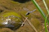 D8A7362.Rahmstreif-Blaupfeil-PS.jpg