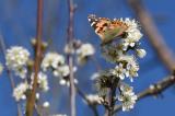 Distelflater-_Vanessa-cardui_--11.04.2025-nach-Ueberwinterung-hier-PS.jpg
