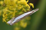 Dunkler-Graszuensler-_Crambus-pascuella_-Wertachauen-PS.jpg