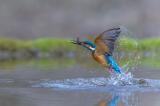 Eisvogel_Landsberg-Lech-_1-von-1_-PS.jpg