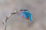 Eisvogel_Landsberg-Lech-_2-von-1_-PS.jpg